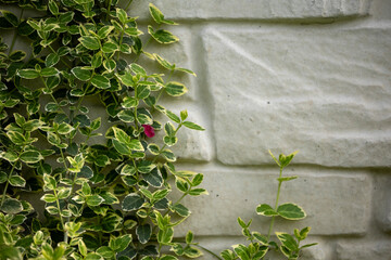 Lush green euonymus foliage with variegated leaves grows against a light-colored brick wall