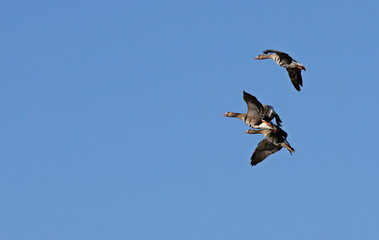 Geese in the air going to land soon