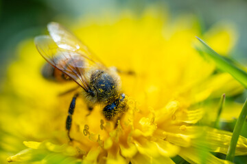 a macro shot of a honeybee covered in yellow pollen collecting nectar from a bright yellow dandelion flower against a blurred green background