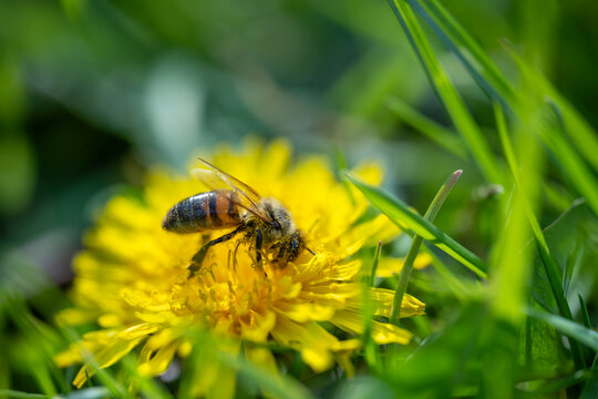 a macro shot of a honeybee covered in yellow pollen collecting nectar from a bright yellow dandelion flower against a blurred green background - Powered by Adobe