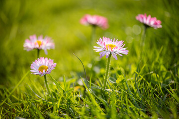 A field of green grass with several small pink and white daisies (Bellis perennis) in focus, each with a bright yellow disc floret, against a blurred green background © Sodel Vladyslav