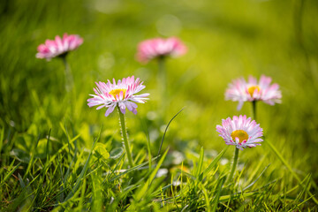 A field of green grass with several small pink and white daisies (Bellis perennis) in focus, each with a bright yellow disc floret, against a blurred green background © Sodel Vladyslav