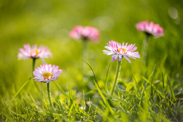 A field of green grass with several small pink and white daisies (Bellis perennis) in focus, each with a bright yellow disc floret, against a blurred green background © Sodel Vladyslav