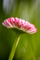 A close-up of a single pink and white daisy (Bellis perennis) flower with a bright yellow disc floret against a blurred green background © Sodel Vladyslav
