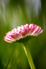 A close-up of a single pink and white daisy (Bellis perennis) flower with a bright yellow disc floret against a blurred green background © Sodel Vladyslav