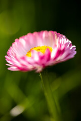 A close-up of a single pink and white daisy (Bellis perennis) flower with a bright yellow disc floret against a blurred green background © Sodel Vladyslav
