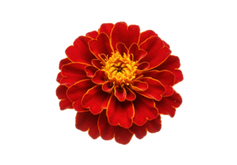 Vibrant red marigold flower with yellow accents against a black background