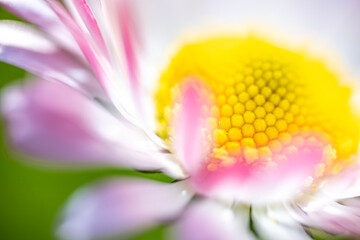 A macro shot and slightly blurred view of a pink and white daisy (Bellis perennis) with a bright yellow disc floret © Sodel Vladyslav