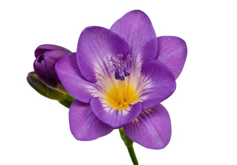 Vibrant purple freesia flower with yellow center, isolated on black background