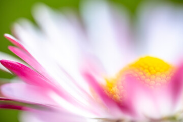 A macro shot and slightly blurred view of a pink and white daisy (Bellis perennis) with a bright yellow disc floret © Sodel Vladyslav