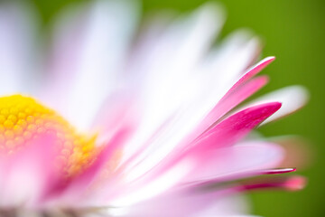 A macro shot and slightly blurred view of a pink and white daisy (Bellis perennis) with a bright yellow disc floret © Sodel Vladyslav
