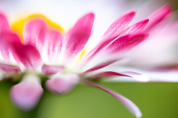 A macro shot and slightly blurred view of a pink and white daisy (Bellis perennis) with a bright yellow disc floret © Sodel Vladyslav