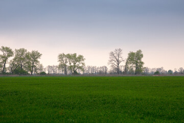 A wide view of a lush green field stretching under an overcast grey sky, with a line of trees...