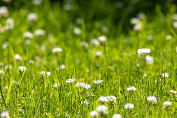 A field of green grass with scattered white daisies (Bellis perennis) and clover blossoms under bright sunlight © Sodel Vladyslav