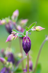 A close-up of several nodding, bell-shaped common columbine flowers in shades of deep purple and pink, with prominent yellow stamens, on slender stems with green foliage against a blurred background