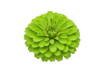 Vibrant green flower with layered petals against a plain background
