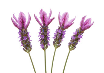 Obraz premium Vibrant lavender flowers showcasing their delicate petals against a white background
