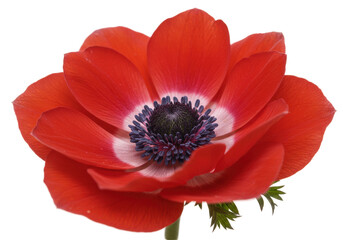 Vibrant red anemone flower with intricate petals against a soft backdrop
