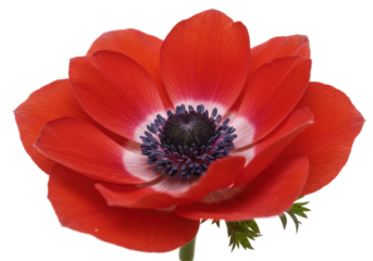 Vibrant red anemone flower with intricate petals against a soft backdrop