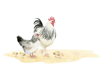 Black and white chicken family with rooster, mother hen and baby chicks watercolor isolated illustration. Poultry yard birds on sandy ground for farm animals designs. Realistic fowl clip art