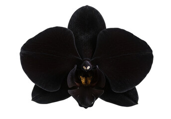Naklejka na ściany i meble Stunning black orchid flower showcasing intricate details and vibrant colors
