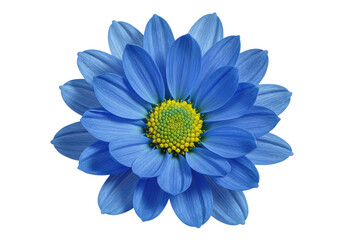 Fototapeta premium Vibrant blue flower with intricate petals and yellow center against a black backdrop