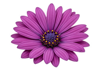 Obraz premium Vibrant purple daisy flower showcasing intricate petals and yellow center