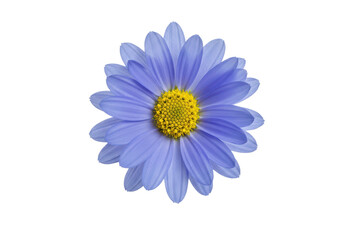 Close-up of a vibrant blue daisy flower with yellow center on a dark background