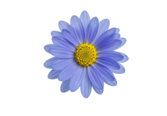 Close-up of a vibrant blue daisy flower with yellow center on a dark background