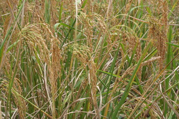 Obraz premium Rice is a staple crop grown in fields known as paddy fields, where it thrives in flooded conditions. The rice plant, scientifically known as *Oryza sativa*, requires ample water, warmth, and fertile 