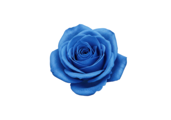 Beautiful blue rose flower isolated on black background, perfect for floral designs