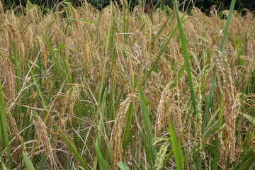 Rice is a staple crop grown in fields known as paddy fields, where it thrives in flooded conditions. The rice plant, scientifically known as *Oryza sativa*, requires ample water, warmth, and fertile 