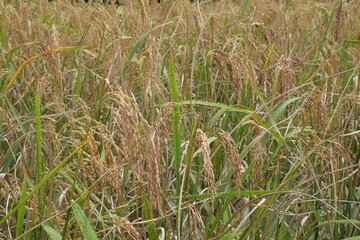 Rice is a staple crop grown in fields known as paddy fields, where it thrives in flooded conditions. The rice plant, scientifically known as *Oryza sativa*, requires ample water, warmth, and fertile 