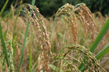 Rice is a staple crop grown in fields known as paddy fields, where it thrives in flooded conditions. The rice plant, scientifically known as *Oryza sativa*, requires ample water, warmth, and fertile 