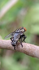 Detailed Portrait: The Anatomy of a Blow Fly