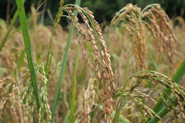 Rice is a staple crop grown in fields known as paddy fields, where it thrives in flooded conditions. The rice plant, scientifically known as *Oryza sativa*, requires ample water, warmth, and fertile 