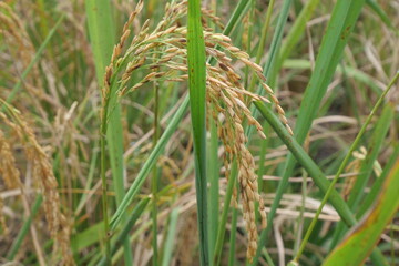 Rice is a staple crop grown in fields known as paddy fields, where it thrives in flooded conditions. The rice plant, scientifically known as *Oryza sativa*, requires ample water, warmth, and fertile 