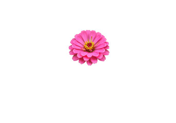 Vibrant pink flower blooming against a dark background, showcasing nature's beauty