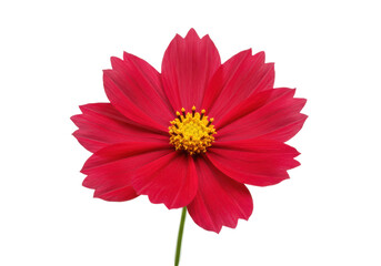 Vibrant red flower with yellow center against a plain background, showcasing nature's beauty