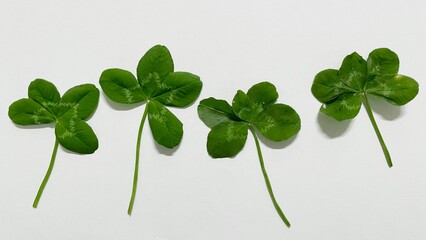 A vibrant green four-leaf clover, symbolizing luck and rare beauty. Perfect for themes of nature,...