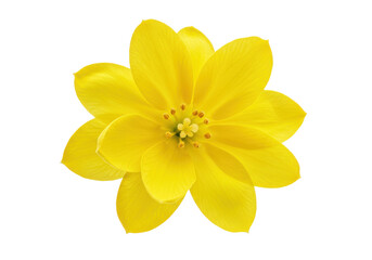 Fototapeta premium Vibrant yellow flower showcasing intricate petals against a clean backdrop