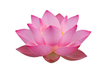 Beautiful pink lotus flower blooming gracefully on a serene background