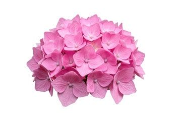 Fototapeta premium Vibrant pink hydrangea flower bouquet on a white background, perfect for decoration