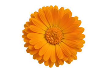 Vibrant orange flower with detailed petals against a clean background