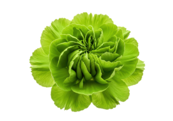 Vibrant green flower with intricate petals against a clean background
