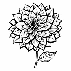 Dahlia line art on white background