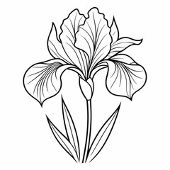 Iris line art on white background