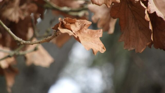 [4K] Dry Leaves of Daimyo Oak (Quercus dentata) Swaying in the Wind: Golden Brown Foliage in Winter 【4K】風に揺れるカシワ（柏）の枯れ葉：冬から早春の林に留まる Quercus dentata の木の葉 撮影日：20250405-1