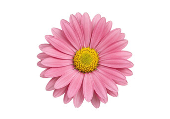 Close-up of a vibrant pink daisy flower with a yellow center on a black background