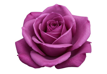 Close-up of a vibrant purple rose showcasing intricate petal details and texture
